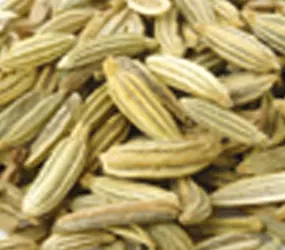 Fenchel ganz