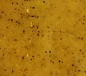 Quicksoft Exotic Lemon CL/AF