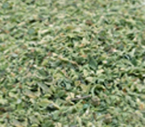 Oregano gerebelt