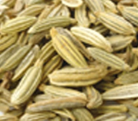 Fenchel ganz