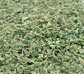 Oregano gerebelt