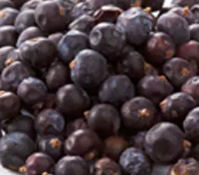 Wacholderbeeren ganz